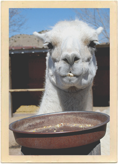This happy llama is one of the special animals that can be found at the Casa Grande Trading Post and Petting Zoo in Cerrillos, New Mexico.